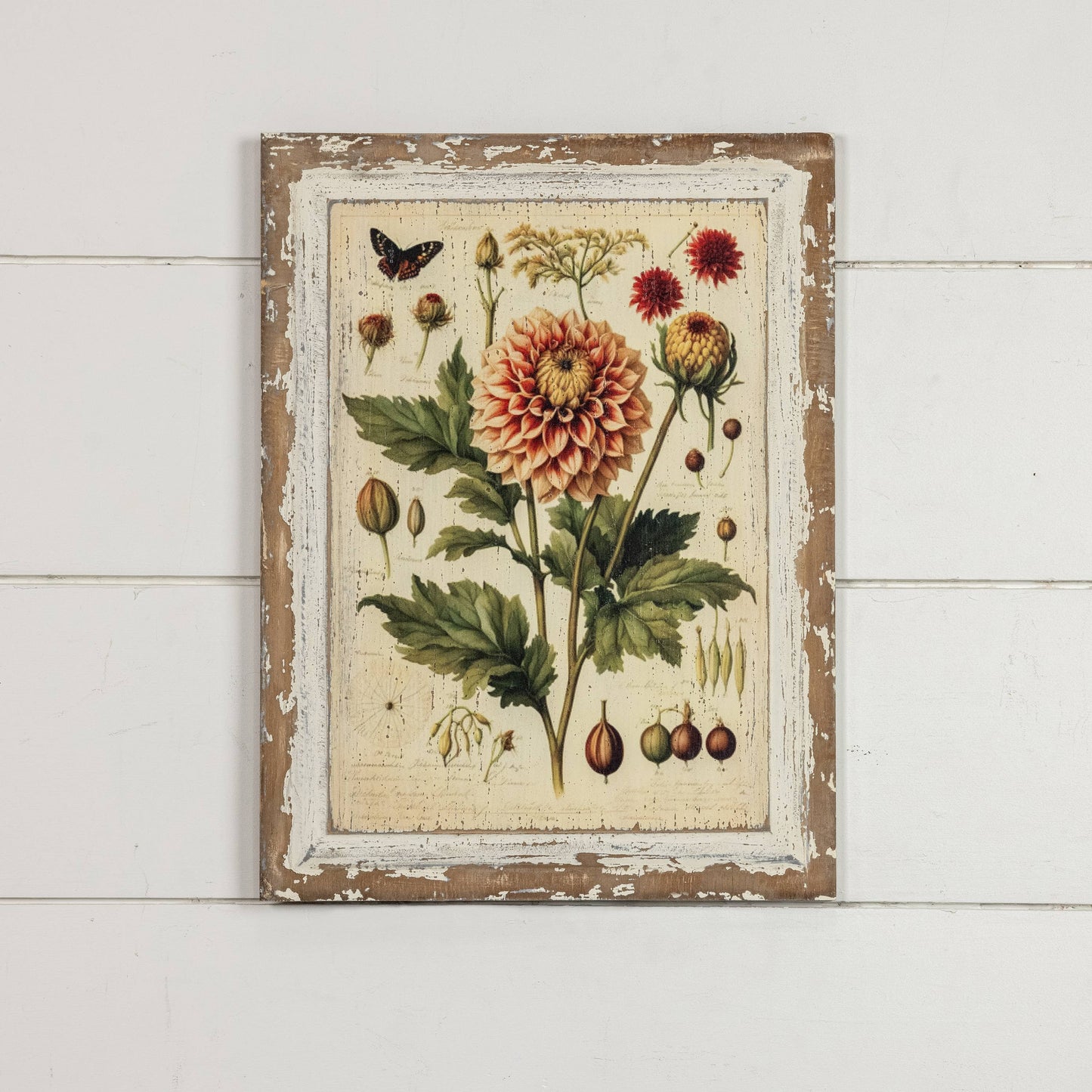16" PEACH DAHLIA BOTANICAL PRINT