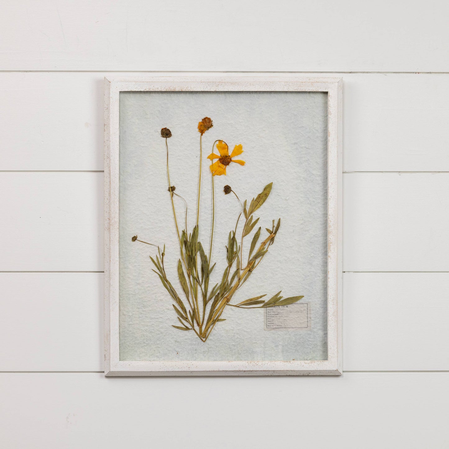 19.75" PRESSED MAY LEAF W/ WHITE FRAME
