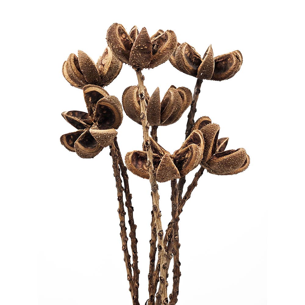 23.5" 7PC/Bunch Wild Orange Twig Stem (In Store Pick-Up)