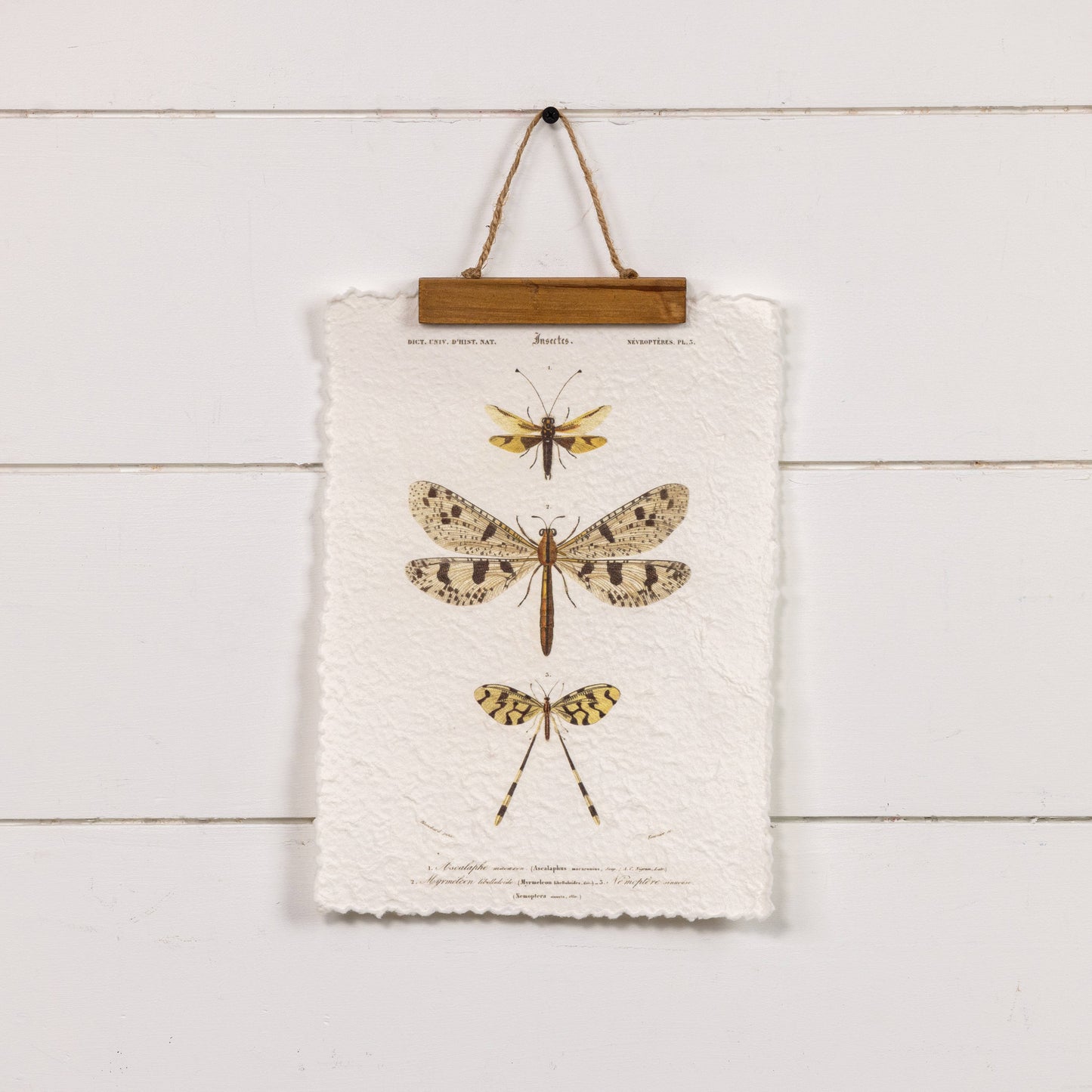 THREE DRAGONFLIES PAPER SCROLL