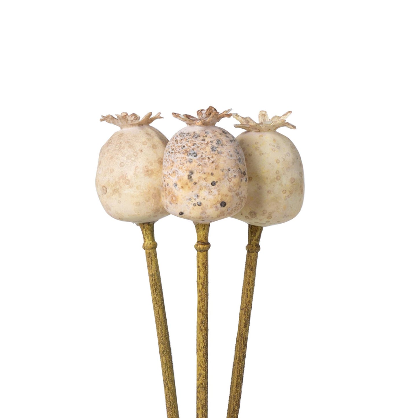 Promo Poppy Pod Bundle
