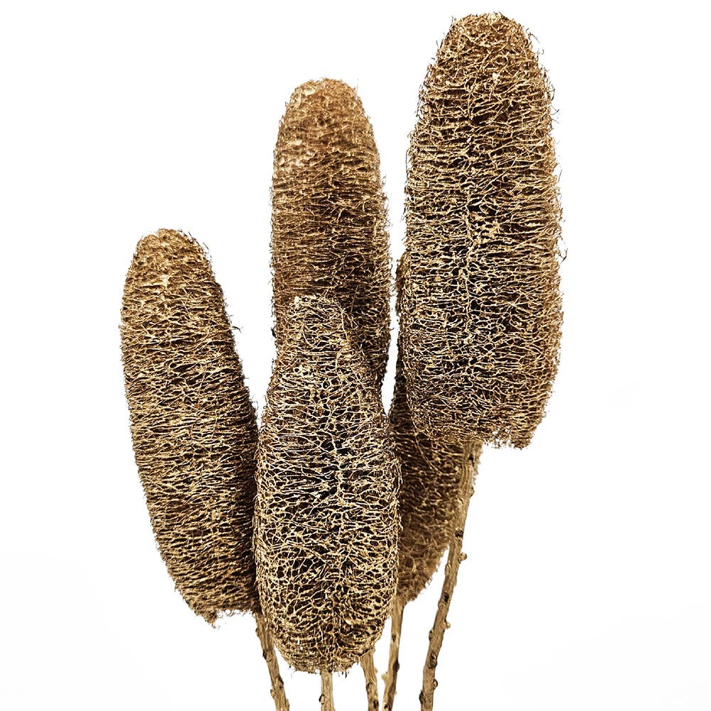 23.5" 5PC/Bunch Golden Harvest Twig Stem (In Store Pick-Up only)