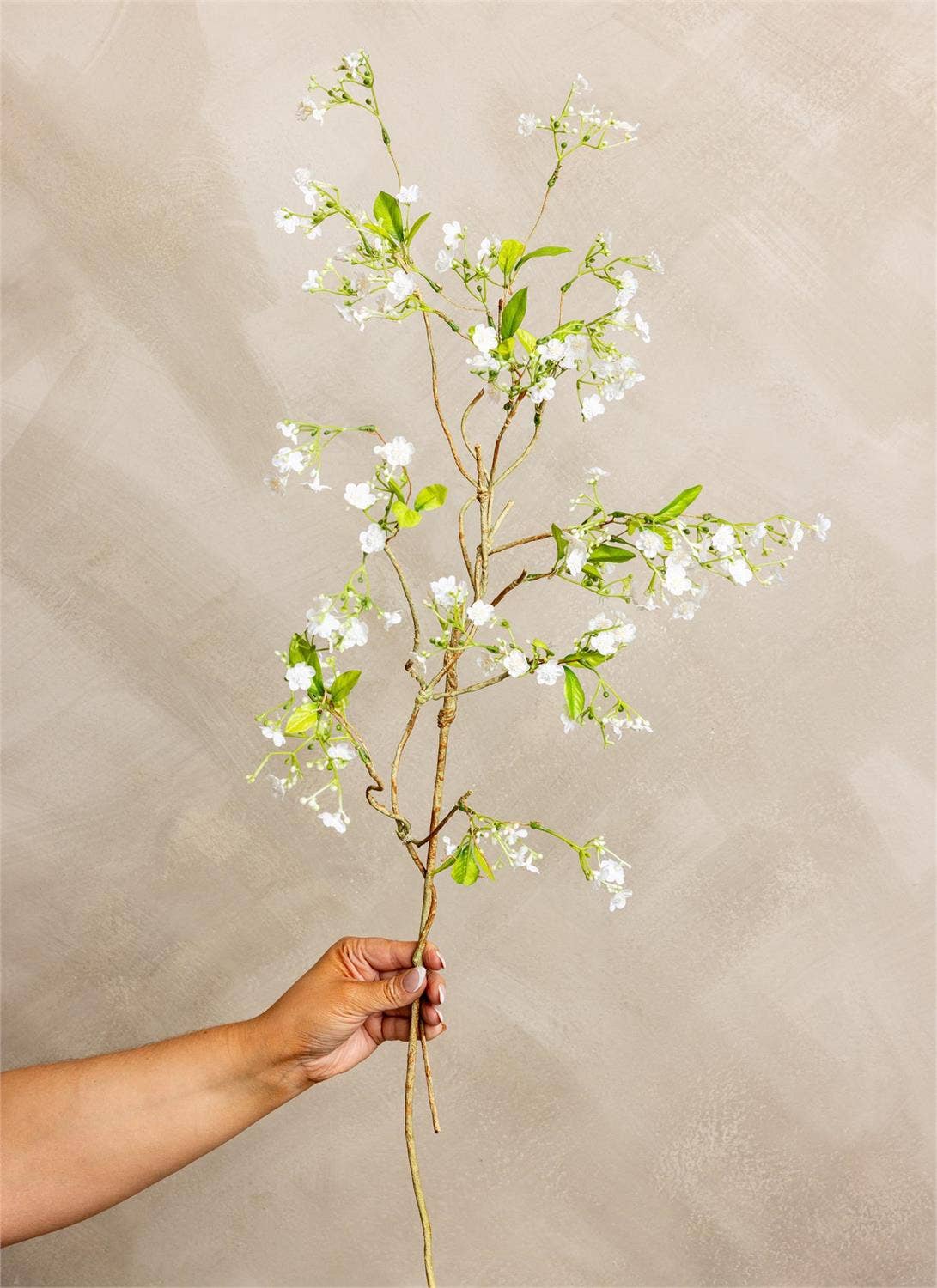 Stem - White Gypsophila (Pk/06)
